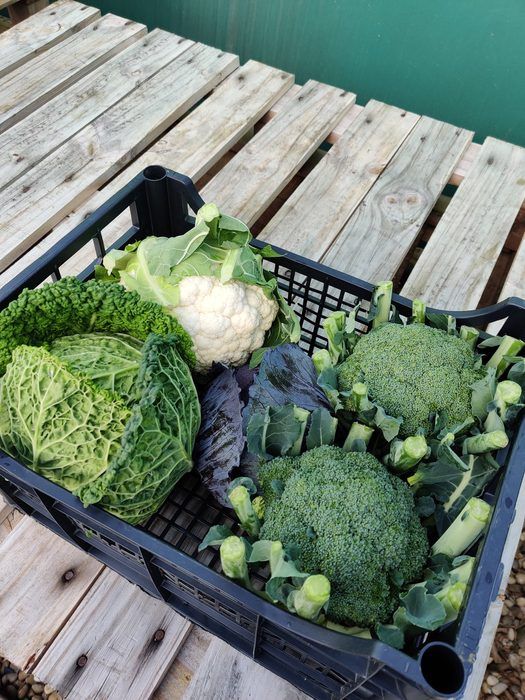 La cassa mista: cavoli, broccoli, cavolfiore
