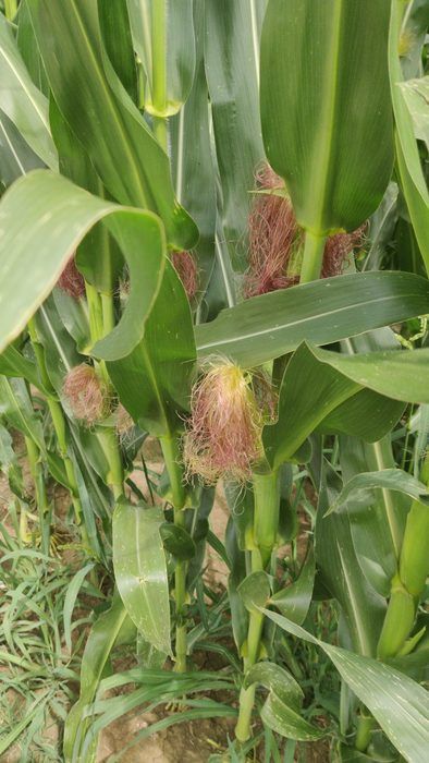 Le pannocchie di mais crescono in campo