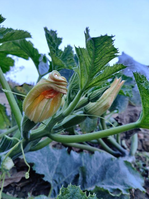 Fiore di zucca: il campo che si prepara al riposo