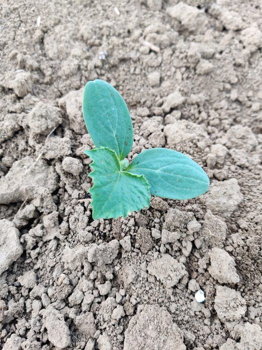 Germoglio appena nato nel terreno